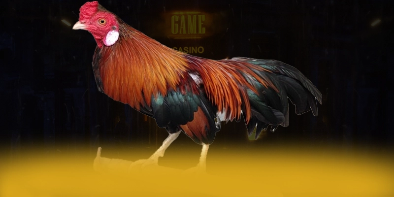 KUWIN - Cổng trò chơi tối ưu 2025 KUWIN - Cổng trò chơi tối ưu 2025