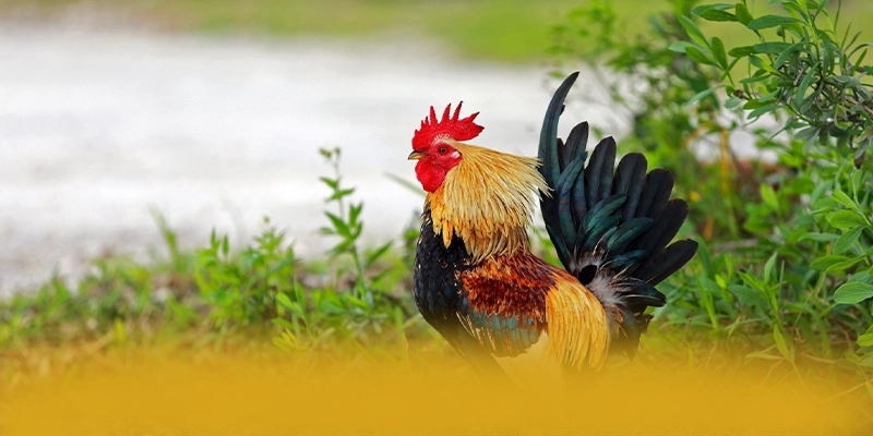 FAFA191 - Cổng game có quà tặng đặc biệt tại Việt Nam – Khám phá ưu đãi hot của FAFA191