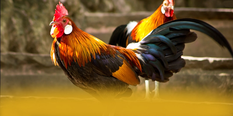 GEM88 - Nhà cái bảo mật cao được đánh giá cao – Khám phá cơ chế bảo mật hiện đại tại GEM88 GEM88 - Nhà cái bảo mật cao được đánh giá cao – Khám phá cơ chế bảo mật hiện đại tại GEM88