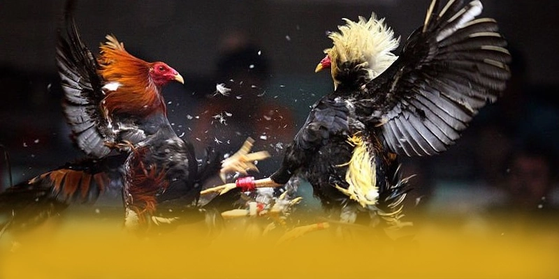 GO8 - Sảnh game sở hữu top trò chơi nổi bật được yêu thích nhất – Trải nghiệm GO8