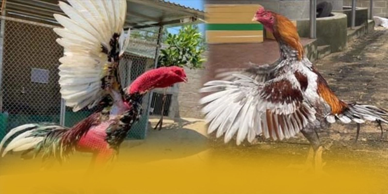 tài xỉu online - Thương hiệu game trực tuyến với chương trình tri ân lớn được giới cược thủ đánh giá cao – Khám phá phần thưởng khủng từ tài xỉu online