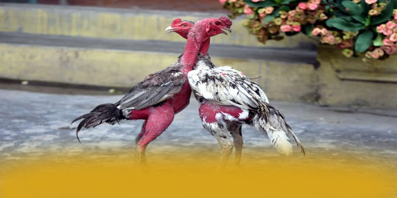 Cập nhật thông tin về WIN79 - Cổng giải trí an toàn tuyệt đối được quan tâm
Cập nhật thông tin về WIN79 - Cổng giải trí an toàn tuyệt đối được quan tâm